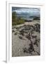 Marine Iguana, Fernandina Island, Galapagos Islands, Ecuador-Pete Oxford-Framed Photographic Print