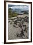 Marine Iguana, Fernandina Island, Galapagos Islands, Ecuador-Pete Oxford-Framed Photographic Print