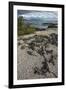 Marine Iguana, Fernandina Island, Galapagos Islands, Ecuador-Pete Oxford-Framed Photographic Print