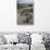 Marine Iguana, Fernandina Island, Galapagos Islands, Ecuador-Pete Oxford-Photographic Print displayed on a wall