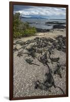 Marine Iguana, Fernandina Island, Galapagos Islands, Ecuador-Pete Oxford-Framed Photographic Print