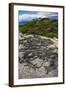 Marine Iguana, Fernandina Island, Galapagos Islands, Ecuador-Pete Oxford-Framed Photographic Print