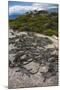 Marine Iguana, Fernandina Island, Galapagos Islands, Ecuador-Pete Oxford-Mounted Photographic Print