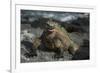 Marine Iguana, Fernandina Island, Galapagos Islands, Ecuador-Pete Oxford-Framed Photographic Print