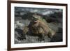 Marine Iguana, Fernandina Island, Galapagos Islands, Ecuador-Pete Oxford-Framed Photographic Print