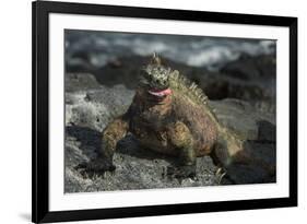 Marine Iguana, Fernandina Island, Galapagos Islands, Ecuador-Pete Oxford-Framed Photographic Print