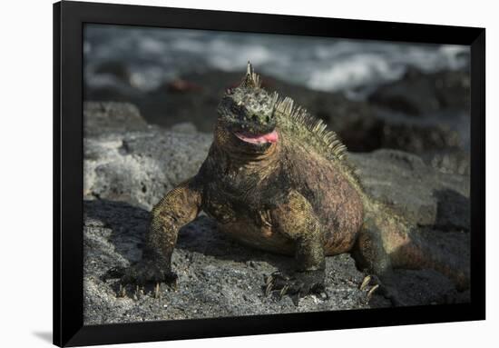 Marine Iguana, Fernandina Island, Galapagos Islands, Ecuador-Pete Oxford-Framed Photographic Print