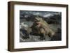 Marine Iguana, Fernandina Island, Galapagos Islands, Ecuador-Pete Oxford-Framed Photographic Print