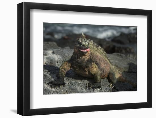 Marine Iguana, Fernandina Island, Galapagos Islands, Ecuador-Pete Oxford-Framed Photographic Print