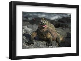 Marine Iguana, Fernandina Island, Galapagos Islands, Ecuador-Pete Oxford-Framed Photographic Print