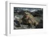 Marine Iguana, Fernandina Island, Galapagos Islands, Ecuador-Pete Oxford-Framed Photographic Print