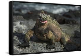 Marine Iguana, Fernandina Island, Galapagos Islands, Ecuador-Pete Oxford-Framed Stretched Canvas