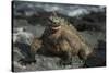 Marine Iguana, Fernandina Island, Galapagos Islands, Ecuador-Pete Oxford-Stretched Canvas