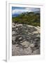 Marine Iguana, Fernandina Island, Galapagos Islands, Ecuador-Pete Oxford-Framed Premium Photographic Print