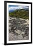 Marine Iguana, Fernandina Island, Galapagos Islands, Ecuador-Pete Oxford-Framed Premium Photographic Print