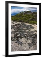 Marine Iguana, Fernandina Island, Galapagos Islands, Ecuador-Pete Oxford-Framed Photographic Print