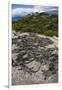 Marine Iguana, Fernandina Island, Galapagos Islands, Ecuador-Pete Oxford-Framed Photographic Print