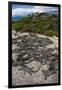 Marine Iguana, Fernandina Island, Galapagos Islands, Ecuador-Pete Oxford-Framed Photographic Print