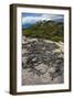 Marine Iguana, Fernandina Island, Galapagos Islands, Ecuador-Pete Oxford-Framed Photographic Print