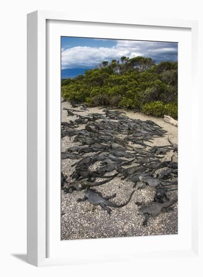 Marine Iguana, Fernandina Island, Galapagos Islands, Ecuador-Pete Oxford-Framed Photographic Print