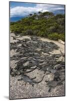 Marine Iguana, Fernandina Island, Galapagos Islands, Ecuador-Pete Oxford-Mounted Photographic Print