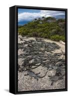 Marine Iguana, Fernandina Island, Galapagos Islands, Ecuador-Pete Oxford-Framed Stretched Canvas