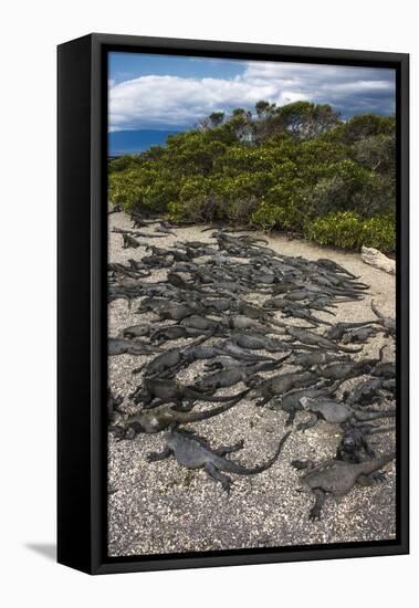 Marine Iguana, Fernandina Island, Galapagos Islands, Ecuador-Pete Oxford-Framed Stretched Canvas