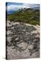 Marine Iguana, Fernandina Island, Galapagos Islands, Ecuador-Pete Oxford-Stretched Canvas