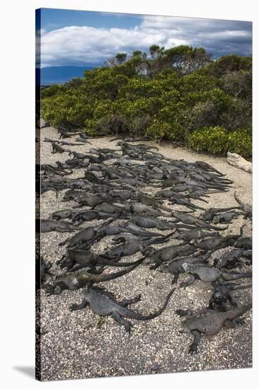 Marine Iguana, Fernandina Island, Galapagos Islands, Ecuador-Pete Oxford-Stretched Canvas