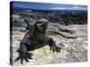 Marine Iguana, Galapagos Islands, Ecuador-Gavriel Jecan-Stretched Canvas