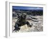 Marine Iguana, Galapagos Islands, Ecuador-Gavriel Jecan-Framed Photographic Print