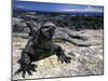 Marine Iguana, Galapagos Islands, Ecuador-Gavriel Jecan-Mounted Photographic Print