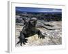 Marine Iguana, Galapagos Islands, Ecuador-Gavriel Jecan-Framed Photographic Print