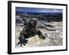 Marine Iguana, Galapagos Islands, Ecuador-Gavriel Jecan-Framed Photographic Print