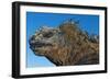 Marine Iguana, Galapagos Islands, Ecuador-Art Wolfe-Framed Photographic Print