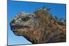 Marine Iguana, Galapagos Islands, Ecuador-Art Wolfe-Mounted Photographic Print