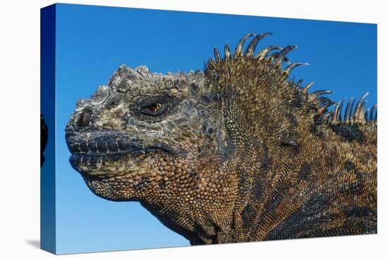 Marine Iguana, Galapagos Islands, Ecuador-Art Wolfe-Stretched Canvas