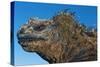 Marine Iguana, Galapagos Islands, Ecuador-Art Wolfe-Stretched Canvas