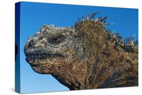 Marine Iguana, Galapagos Islands, Ecuador-Art Wolfe-Stretched Canvas