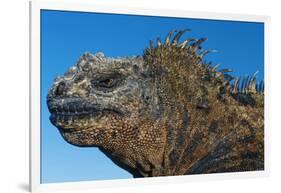 Marine Iguana, Galapagos Islands, Ecuador-Art Wolfe-Framed Photographic Print