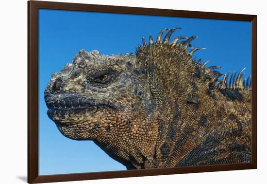 Marine Iguana, Galapagos Islands, Ecuador-Art Wolfe-Framed Photographic Print