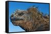 Marine Iguana, Galapagos Islands, Ecuador-Art Wolfe-Framed Stretched Canvas