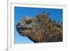 Marine Iguana, Galapagos Islands, Ecuador-Art Wolfe-Framed Premium Photographic Print