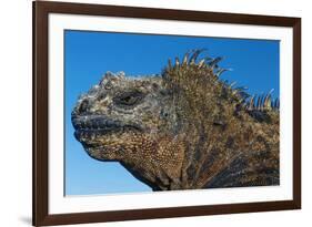 Marine Iguana, Galapagos Islands, Ecuador-Art Wolfe-Framed Premium Photographic Print