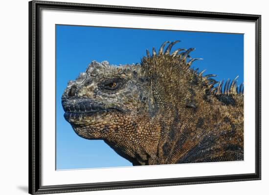 Marine Iguana, Galapagos Islands, Ecuador-Art Wolfe-Framed Premium Photographic Print