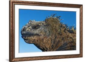 Marine Iguana, Galapagos Islands, Ecuador-Art Wolfe-Framed Premium Photographic Print