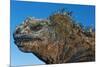 Marine Iguana, Galapagos Islands, Ecuador-Art Wolfe-Mounted Premium Photographic Print
