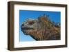 Marine Iguana, Galapagos Islands, Ecuador-Art Wolfe-Framed Photographic Print