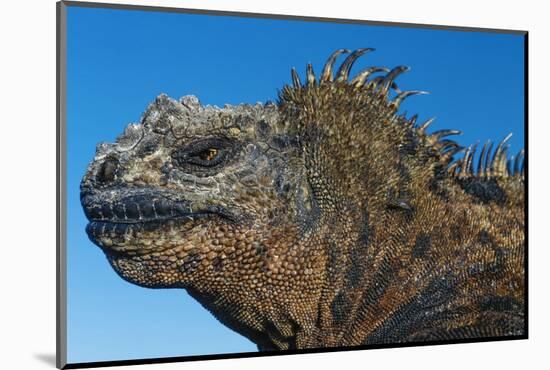 Marine Iguana, Galapagos Islands, Ecuador-Art Wolfe-Mounted Photographic Print