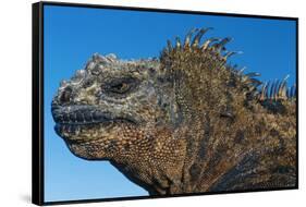 Marine Iguana, Galapagos Islands, Ecuador-Art Wolfe-Framed Stretched Canvas